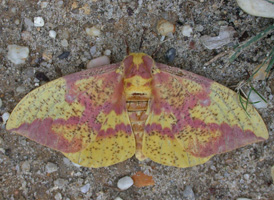 Imperial Moth